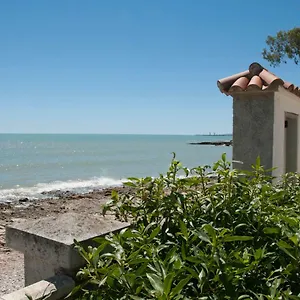 Sargantana Blava Sant Carlos de la Ràpita